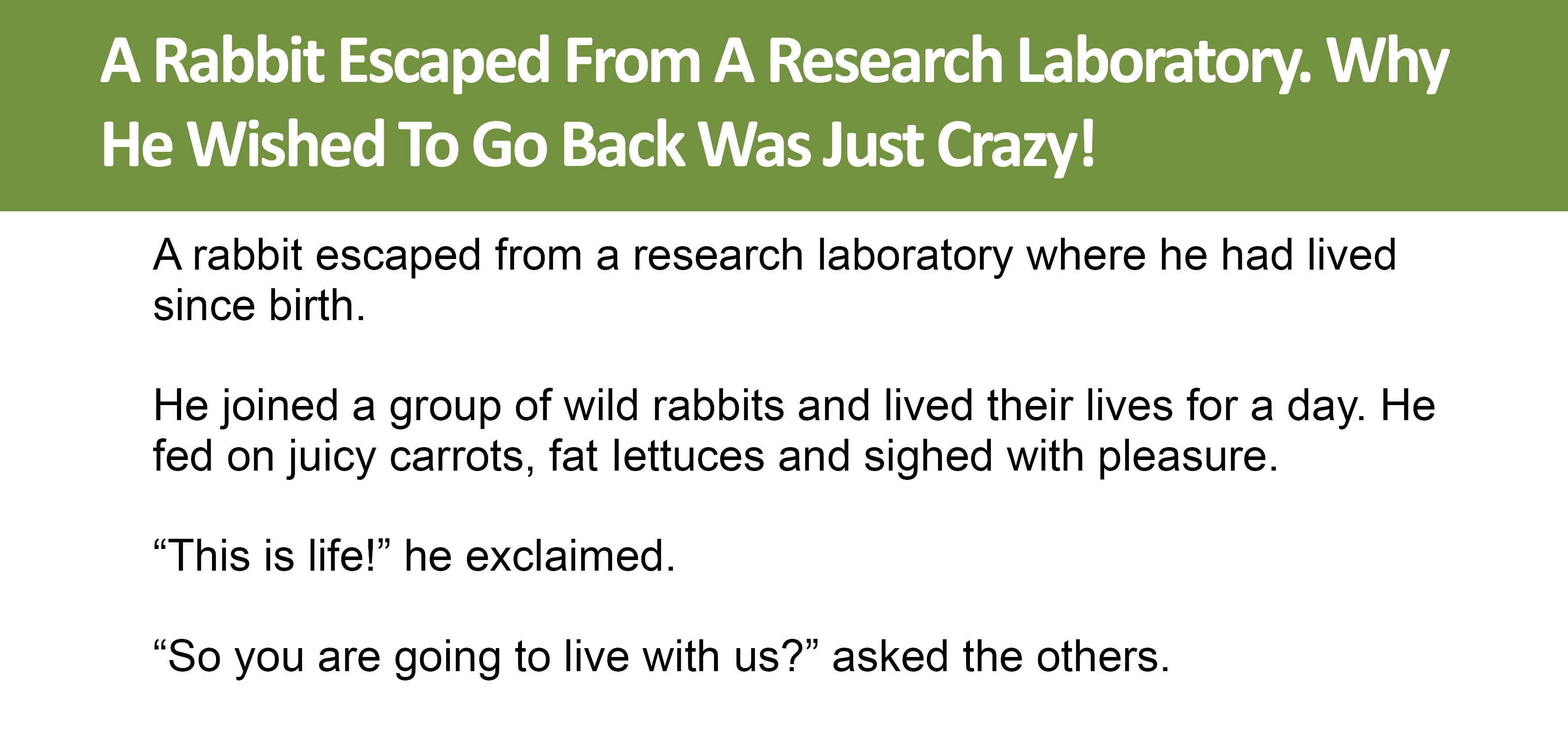 A Rabbit Escaped From A Research Laboratory.