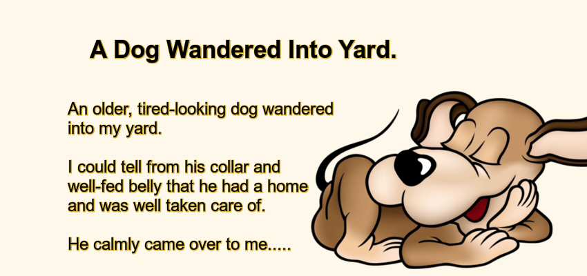A Dog Wandered Into Yard.